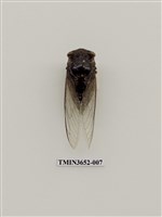 藏品(高砂熊蟬)的圖片